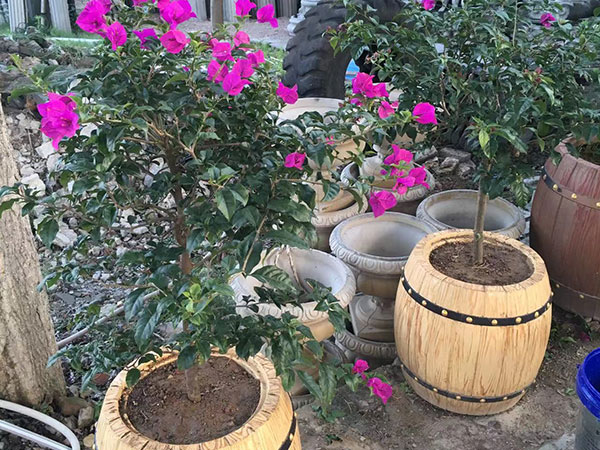 仿木花箱花桶施工案例